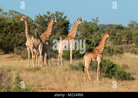 Piccola mandria di giraffe (Giraffa camelopardalis) in habitat naturale, Sud Africa Foto Stock