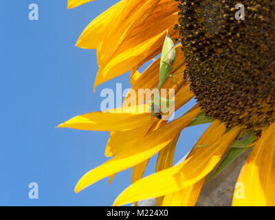 un mantis egiziano verde in preghiera su un girasole gigante giallo mangiare un insetto con un cielo blu chiaro nel sfondo Foto Stock