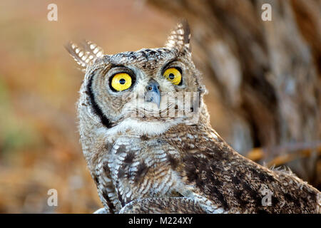 Ritratto di un macchiato il gufo reale (Bubo africanus), Deserto Kalahari, Sud Africa Foto Stock