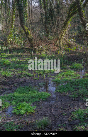 Terreno paludoso in primavera in Cornovaglia. Piante includono iris gialla, la cicuta Water-Dropwort e Opposite-Leaved Golden Sassifraga. Foto Stock