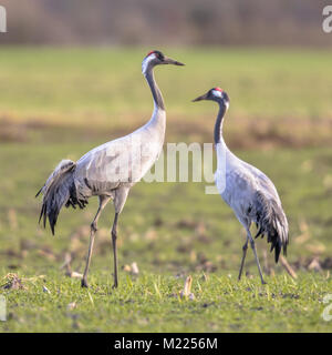 Uccelli selvatici Foto Stock