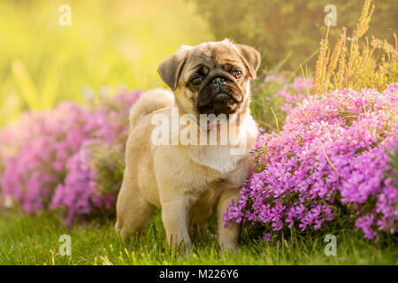 Cucciolo di cane, il pug nel giardino sul prato, sull'erba verde nei pressi di fiori rosa Foto Stock