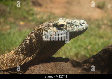 Viso e collo di un drago di Komodo da Honolulu Zoo Foto Stock