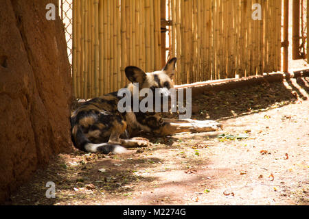 African Hunting dog o africano cane selvatico dallo zoo di Honolulu Foto Stock