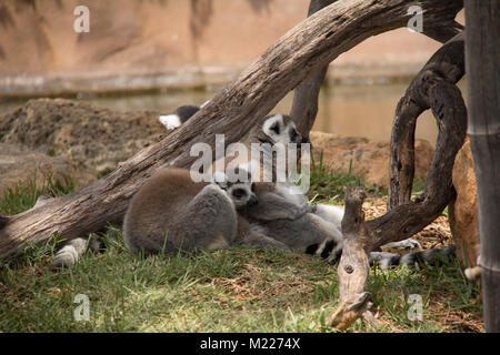 Lo zoo di Honolulu Ring Tailed lemuri giocando sul terreno Foto Stock