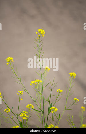 La senape di fiore in fiore Munshigonj, Bangladesh. Foto Stock