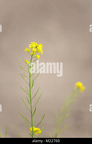 La senape di fiore in fiore Munshigonj, Bangladesh. Foto Stock