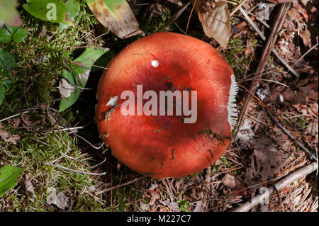 Russula emetica, un velenoso fungo rosso crescente sul suolo della foresta nel Upstate New York, Stati Uniti d'America. Foto Stock