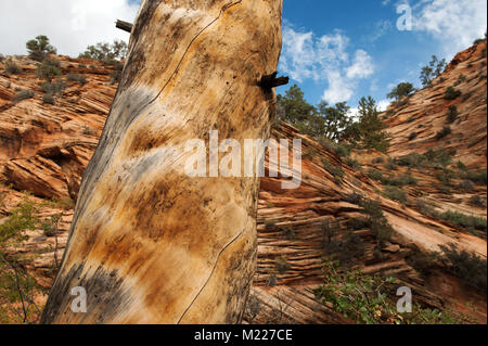 Primo piano del tronco di un morto ponderosa tree contro formazioni di arenaria nel Parco Nazionale di Zion, Utah, Stati Uniti d'America. Foto Stock