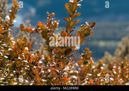 Casella comune (Buxus sempervirens), Tavertet, Catalogna, Spagna Foto Stock