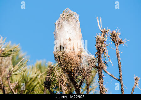 Pine processionary (Thaumetopoea pityocampa). "Tenda" realizzato da larve in pino; frass si raccoglie al fondo della tenda. Tavertet, Catalogna, Spagna Foto Stock