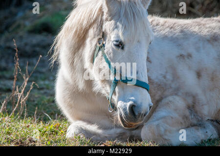 White Horse in appoggio, Tavertet, Catalogna, Spagna Foto Stock