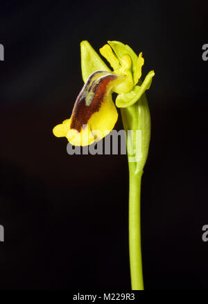 Yellow Bee Orchid - Ophrys lutea contro uno sfondo scuro Foto Stock