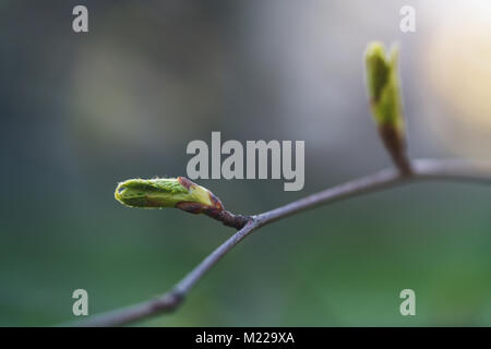 Primo piano della prima molla lascia su albero Foto Stock