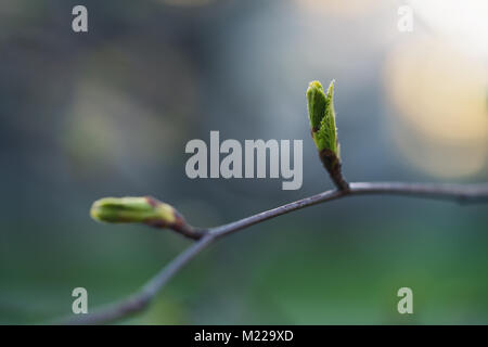 Primo piano della prima molla lascia su albero Foto Stock