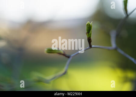 Primo piano della prima molla lascia su albero Foto Stock