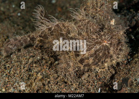 Rana pescatrice pelose nascondendo in plain sight Foto Stock