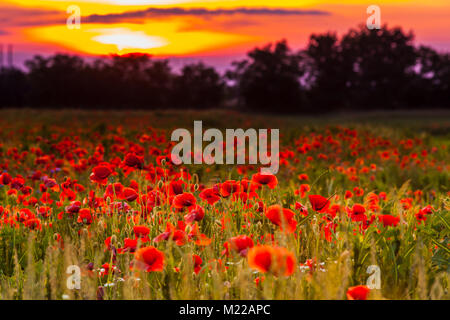 I campi di papavero sul tramonto Foto Stock