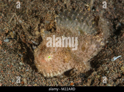 Rana pescatrice pelose nascondendo in plain sight Foto Stock