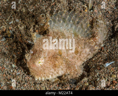 Rana pescatrice pelose nascondendo in plain sight Foto Stock