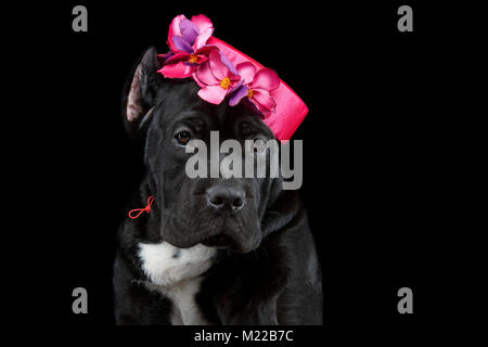 Bellissimo cane corso puppy in hat Foto Stock