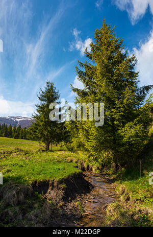 Abeti su colline erbose lungo il torrente. bellissimo paesaggio di montagna in primavera, sotto il meraviglioso cielo Foto Stock