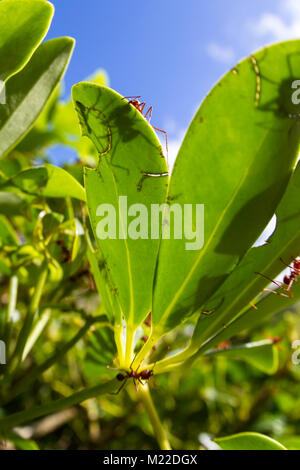 Fresa a foglia formiche scomposizione di un impianto decorativo in Costa Rican rainforest Foto Stock