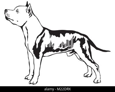 Ritratto decorativo di standing in profilo American Staffordshire Terrier, vettore isolato illustrazione in colore nero su sfondo bianco Illustrazione Vettoriale