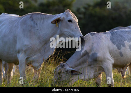 Rilievo di pascolo bestiame Brahman in Guanacaste Costa Rica Foto Stock