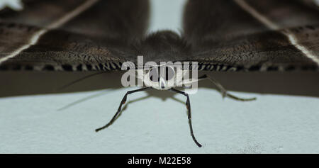 Close-up di una coda forcuta moth Foto Stock