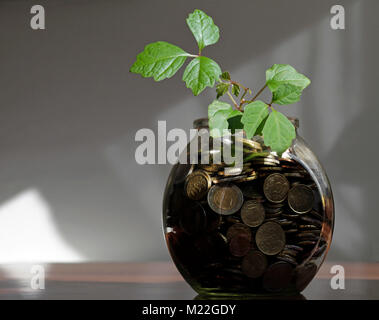 Coltivazione di piante da vaso di denaro Foto Stock