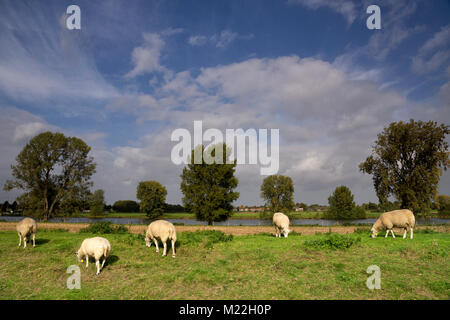 Pecora su una diga Foto Stock