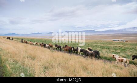 Gli agricoltori a riportare i loro cavalli dalle montagne che li conduce a ritornare alle loro rispettive aziende agricole in Islanda. Foto Stock