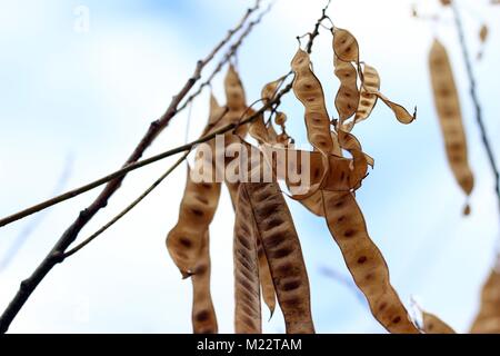 Semi di acacia Foto Stock