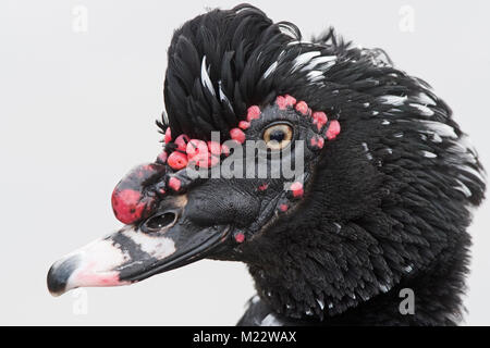 Anatra muta Cairina moschata ritratto della testa di un maschio di Martin semplice inverno Foto Stock