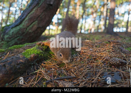 Red Squirrel, Sciurus vulgaris, Formby Lancashire winter Foto Stock