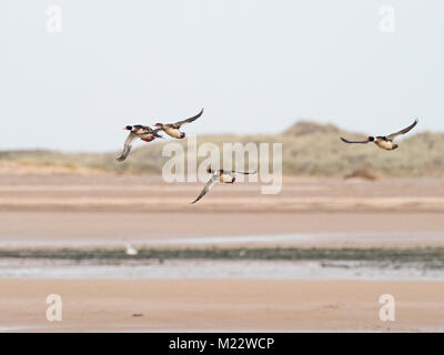 Red-breasted Merganders Mergus serrator volare Blakeney punto Norfolk inverno Foto Stock