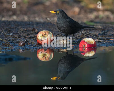 Merlo, Turdus merula, Maschio alimentazione sulle mele nel giardino invernale di Norfolk Foto Stock