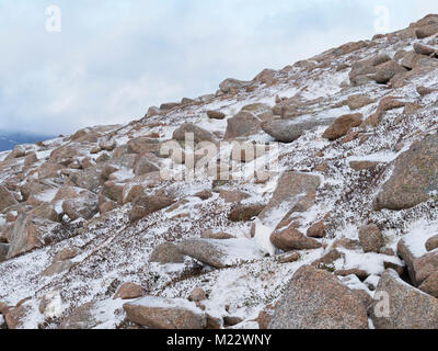Pernice bianca (Pernice bianca) Lagopus muta, femmina, Cairngorm Mountains, Highlands della Scozia Gennaio Foto Stock