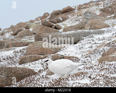 Pernice bianca (Pernice bianca) Lagopus muta, maschio, Cairngorm Mountains, Highlands della Scozia Gennaio Foto Stock