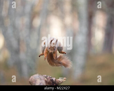Scoiattolo rosso Sciurus vulgaris saltando Cairngorms National Park Scozia inverno Foto Stock