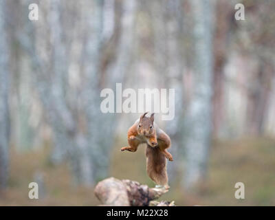 Scoiattolo rosso Sciurus vulgaris saltando Cairngorms National Park Scozia inverno Foto Stock