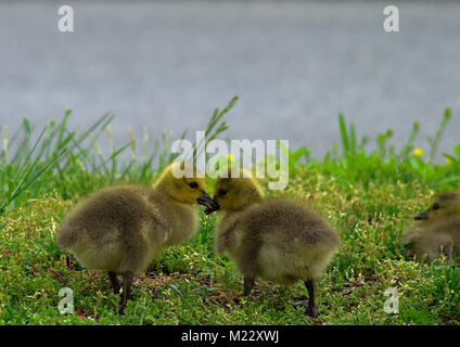 Gruppo di simpatici Goslings in appoggio di erba Foto Stock