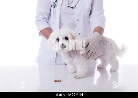 Veterinario esaminando un simpatico cane maltese in tabella medica con biscotti, isolate su sfondo bianco Foto Stock