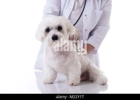 Veterinario esaminando un simpatico cane maltese con uno stetoscopio sul tavolo,isolate su sfondo bianco Foto Stock