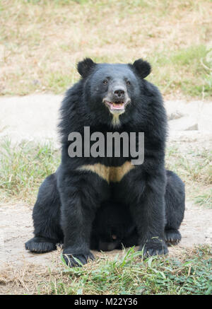 Asiatico orso nero in zoo Foto Stock