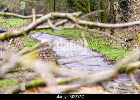 Vista giorno albero caduto su British via pedonale sentiero Foto Stock