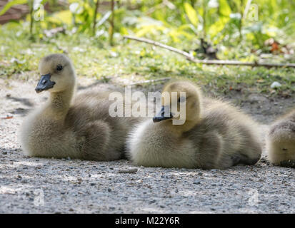 Canada giovane Goslings presso la George C. Reifel uccello migratore Santuario, Ladner, BC, Canada Foto Stock