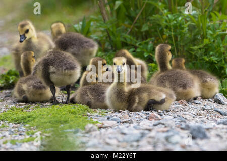 Canada giovane Goslings presso la George C. Reifel uccello migratore Santuario, Ladner, BC, Canada Foto Stock