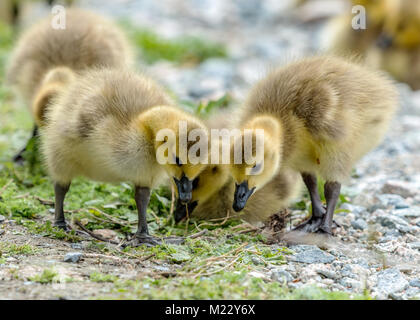 Canada giovane Goslings presso la George C. Reifel uccello migratore Santuario, Ladner, BC, Canada Foto Stock